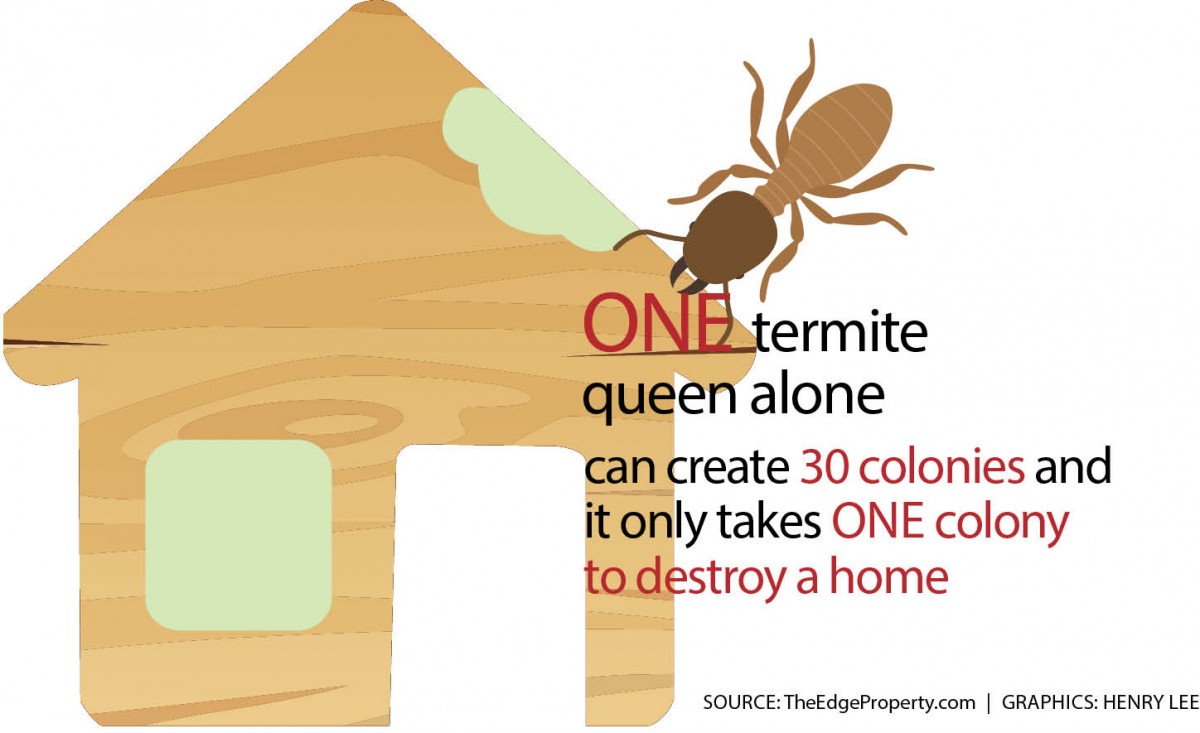 Termites1