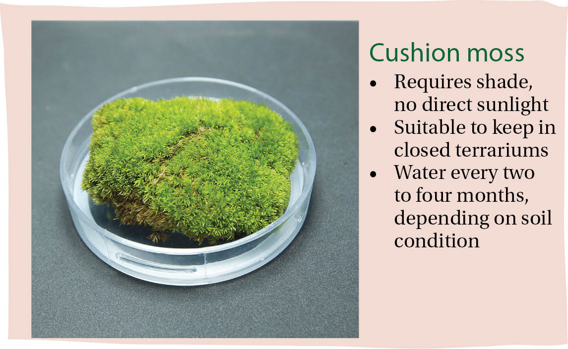 Cushion moss