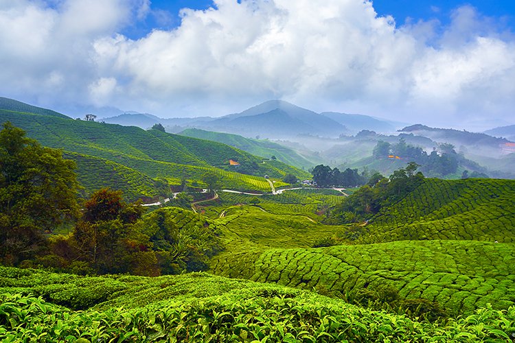 Cameron-Highlands_123rf.com__0.jpg