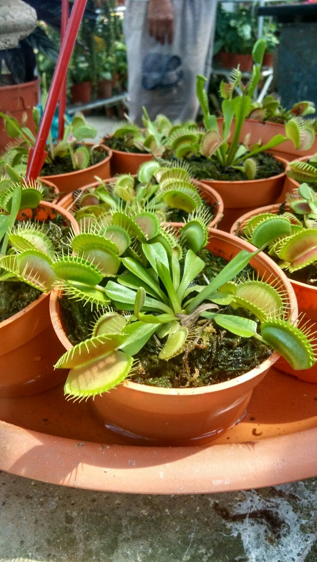 Nepenthes pitcher plants 