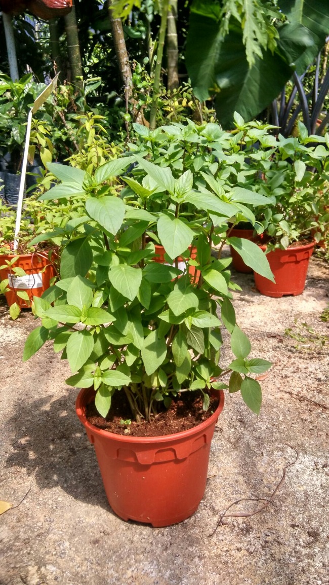 peppermint plant 