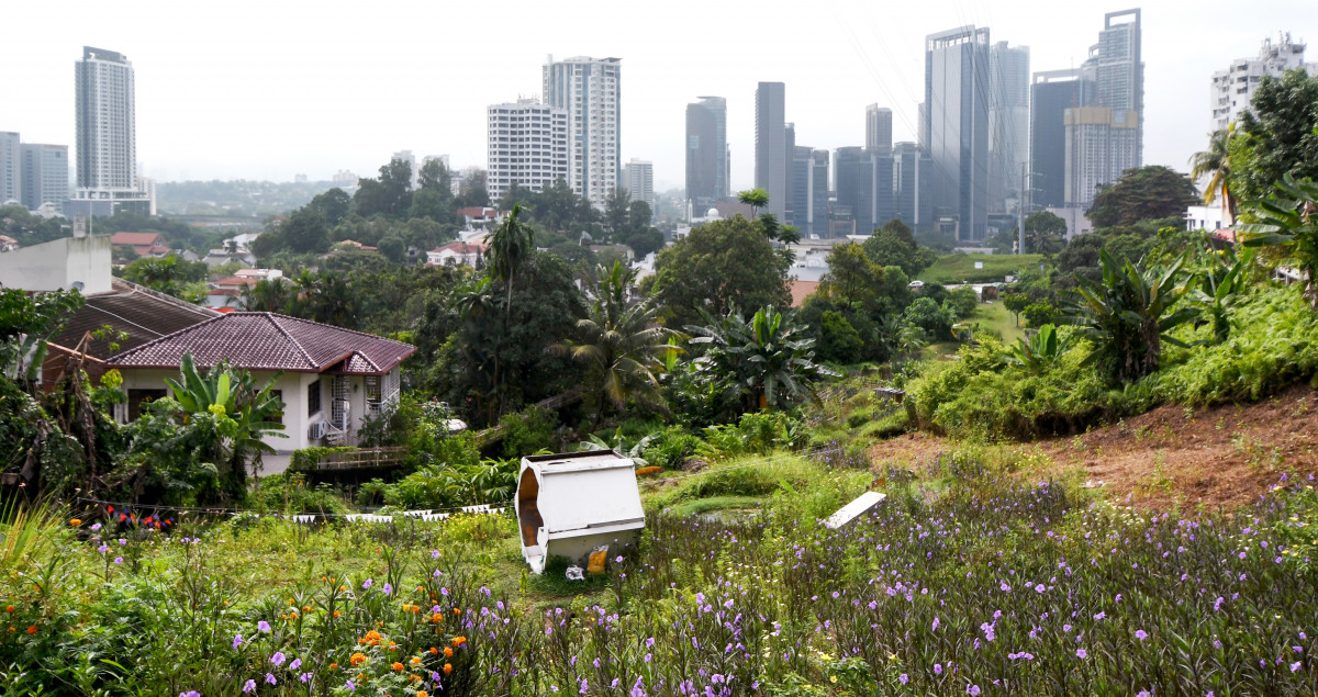 Bangsar kebun kebun Bangsar urban