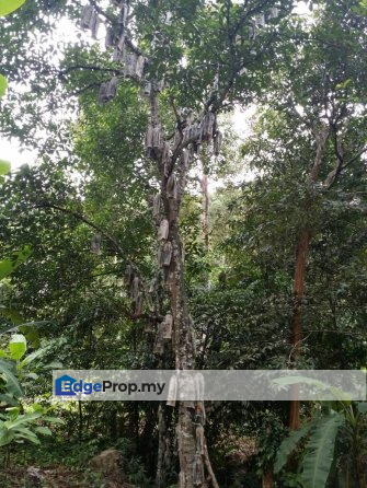 Pantai Acheh Balik Pulau Durian Farm