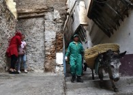 donkey_algiers_2_afp.jpg by AFP for The Edge